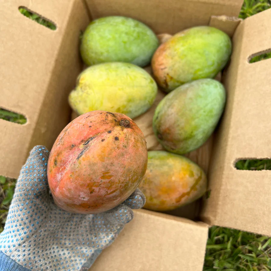 Caramel Coast Mango Live Plant