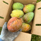 Caramel Coast Mango Live Plant