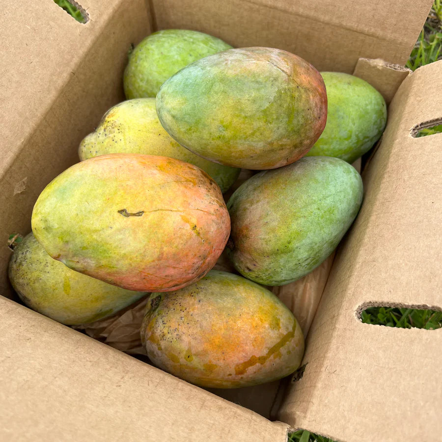 Caramel Coast Mango Live Plant