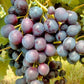 Cardinal Grape Live Plant (Vitis vinifera 'Cardinal)