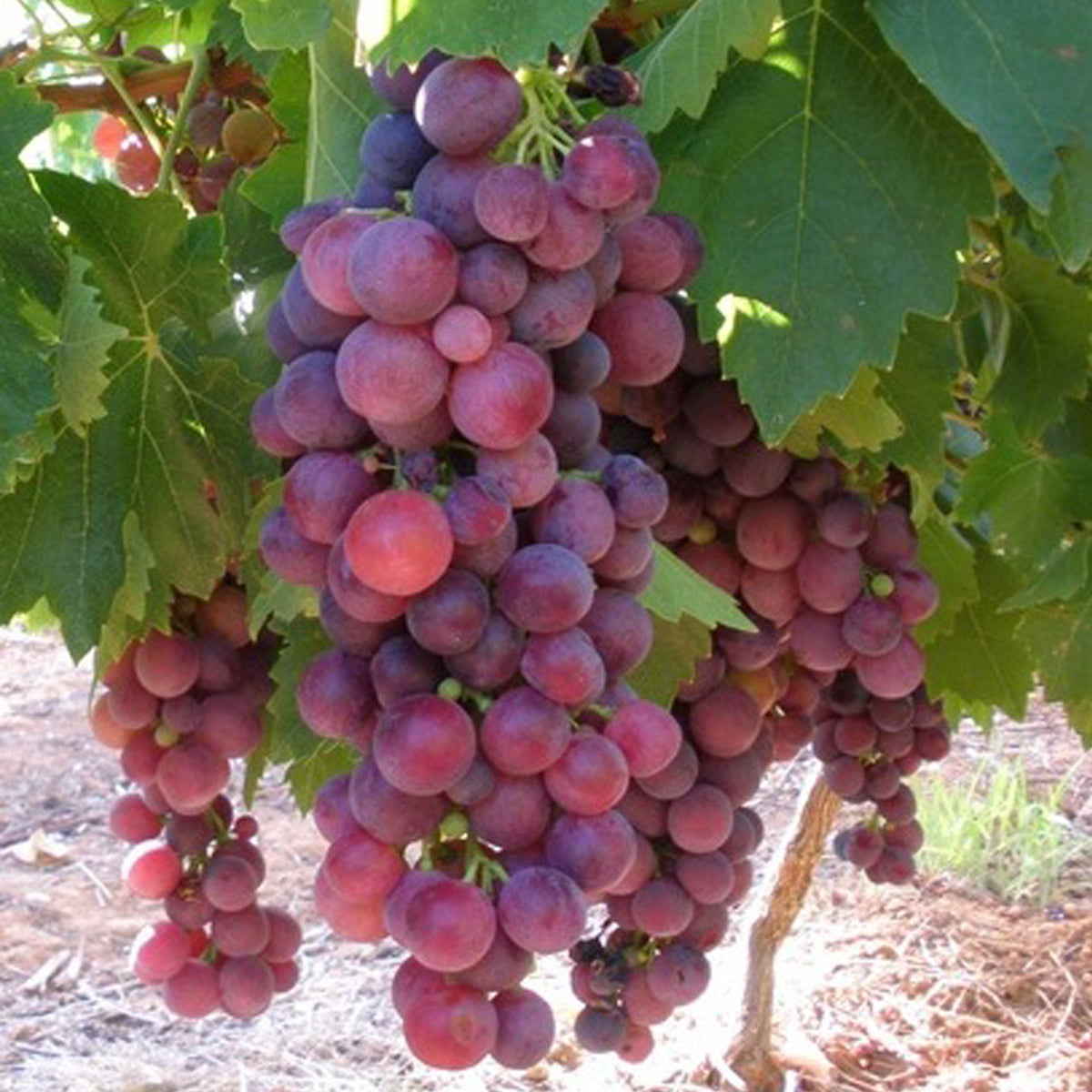 Cardinal Grape Live Plant (Vitis vinifera 'Cardinal)