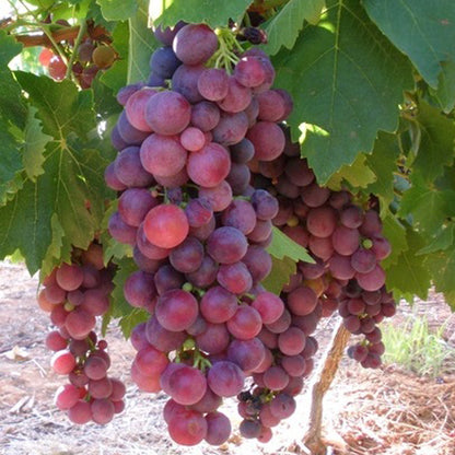 Cardinal Grape Live Plant (Vitis vinifera 'Cardinal)
