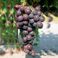 Cardinal Grape Live Plant (Vitis vinifera 'Cardinal)
