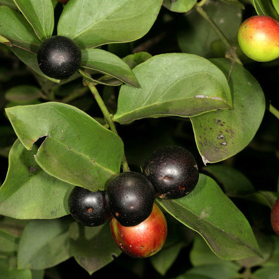Climbing Num Num Live Plant (Carissa spinarum)