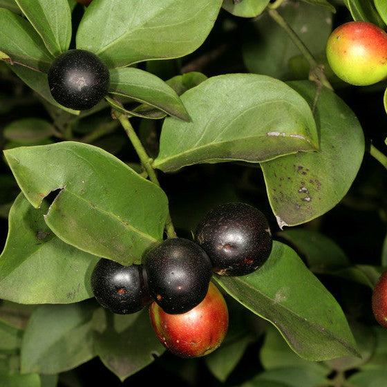 Climbing Num Num Live Plant (Carissa spinarum)