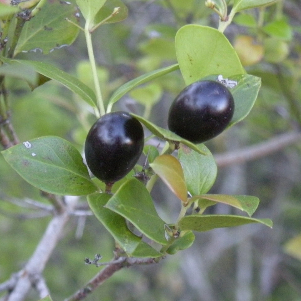 Climbing Num Num Live Plant (Carissa spinarum)
