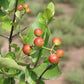 Climbing Num Num Live Plant (Carissa spinarum)