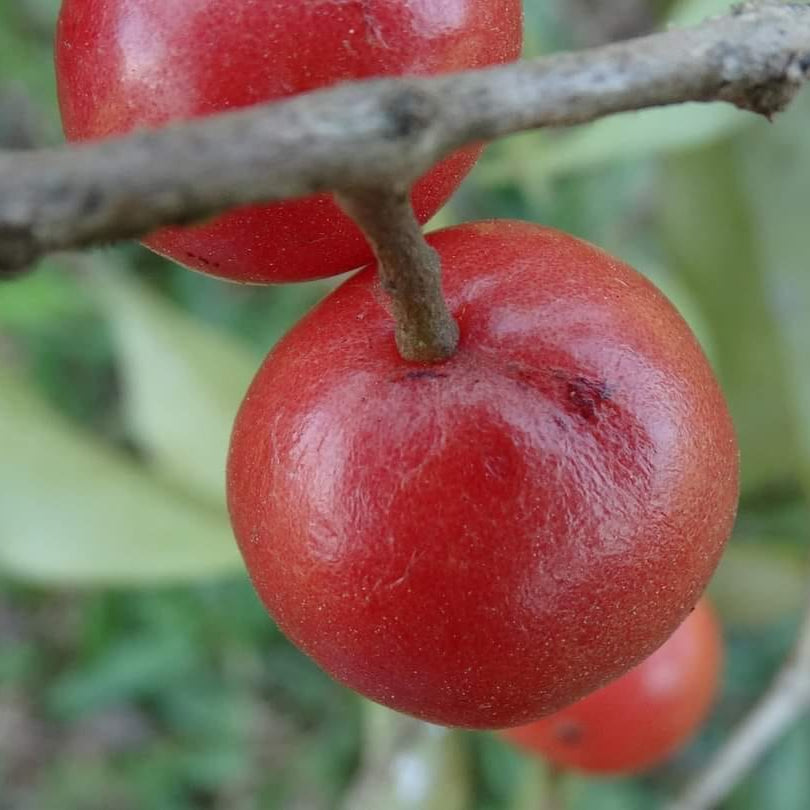 Carrot Jaboticaba Live Plant ( Plinia pseudodichasiantha)