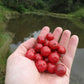 Carrot Jaboticaba Live Plant ( Plinia pseudodichasiantha)