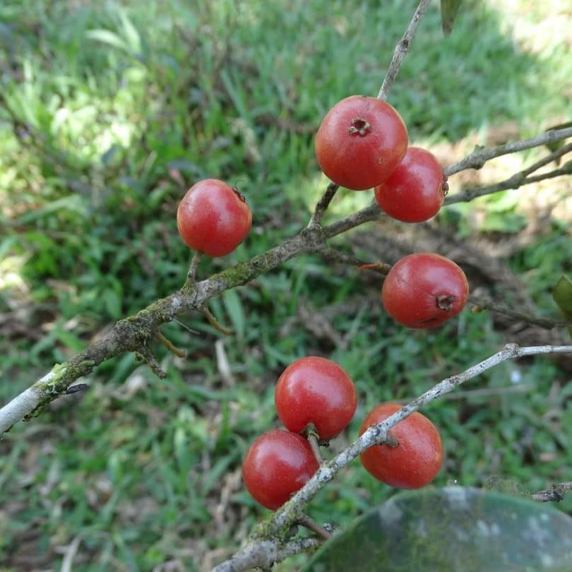 Carrot Jaboticaba Live Plant ( Plinia pseudodichasiantha)