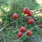 Carrot Jaboticaba Live Plant ( Plinia pseudodichasiantha)