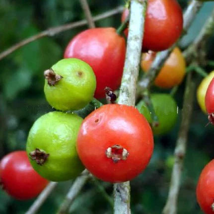Carrot Jaboticaba Live Plant ( Plinia pseudodichasiantha)