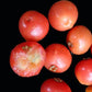 Carrot Jaboticaba Live Plant ( Plinia pseudodichasiantha)