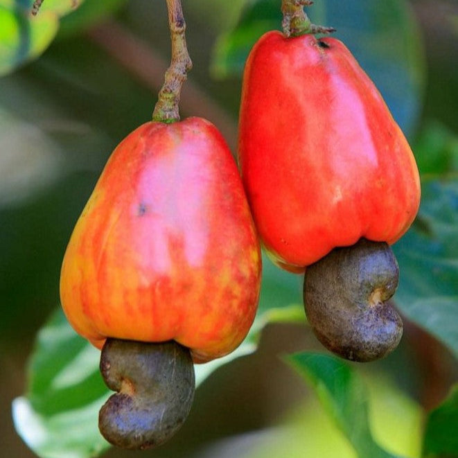 Cashewnut Fruit Plants (Anacardium Occidentale)