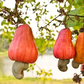 Cashewnut Fruit Plants (Anacardium Occidentale)