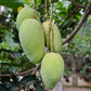 Catimon Mango (Katimon Mango) Live Plant