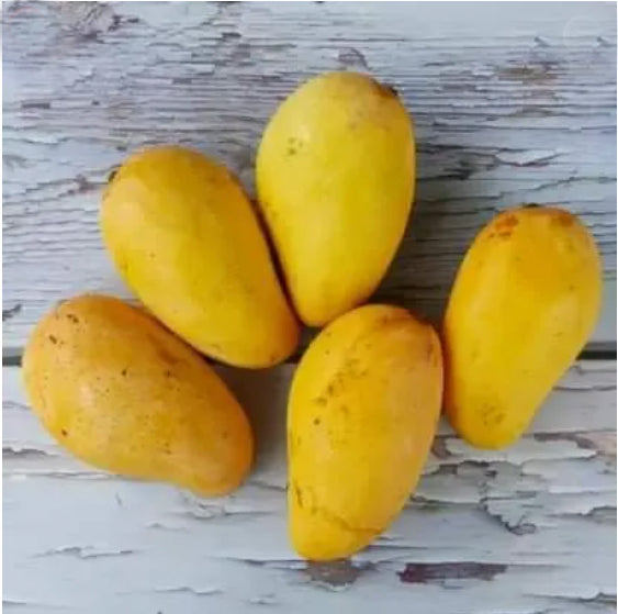 Catimon Mango (Katimon Mango) Live Plant