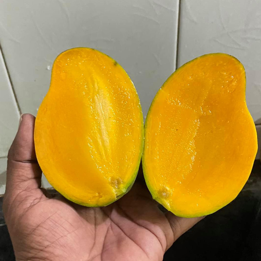 Catimon Mango (Katimon Mango) Live Plant – veliyathgardens
