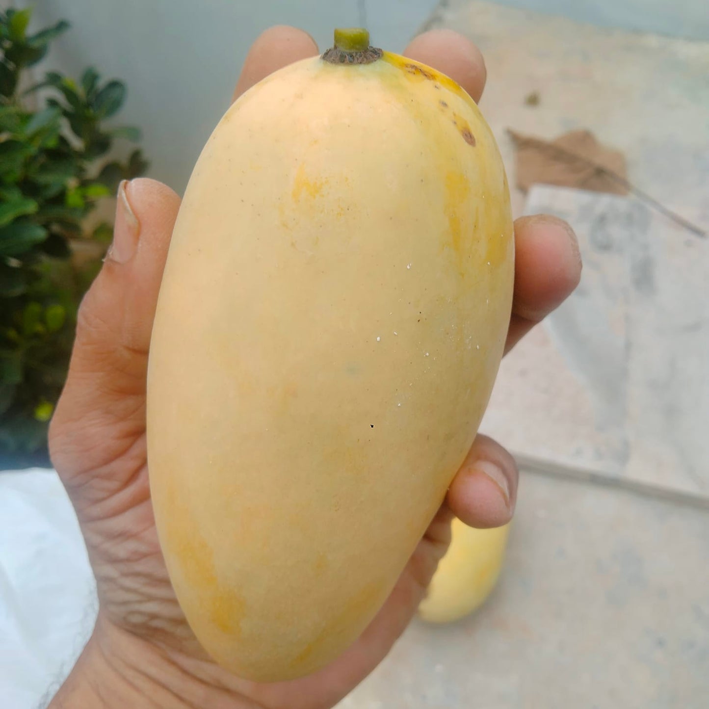 Catimon Mango (Katimon Mango) Live Plant