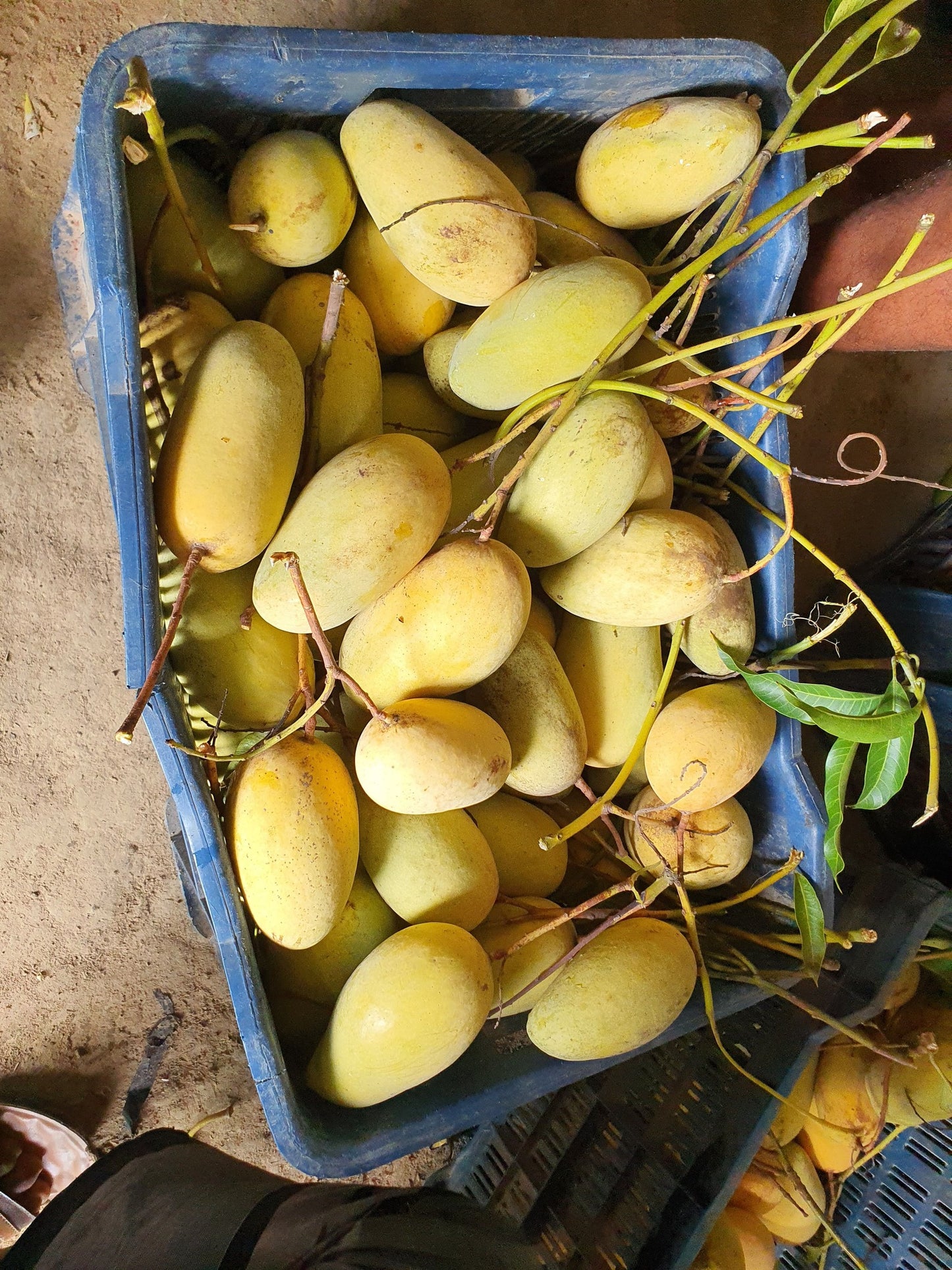 Catimon Mango (Katimon Mango) Live Plant