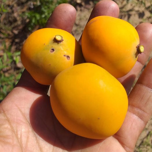 Cerrado Bucupari Fruit Plant (Peritassa Campestis)