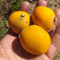 Cerrado Bucupari Fruit Plant (Peritassa Campestis)