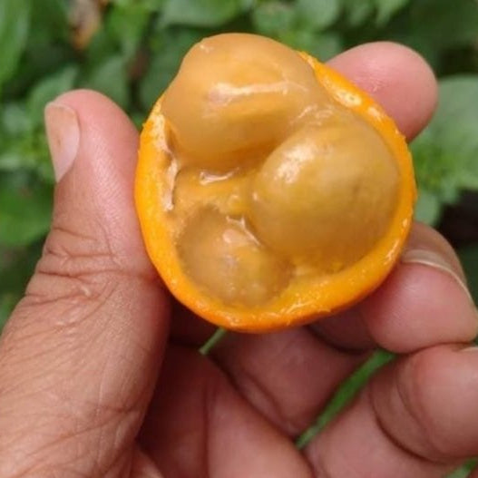 Cerrado Bucupari Fruit Plant (Peritassa Campestis)