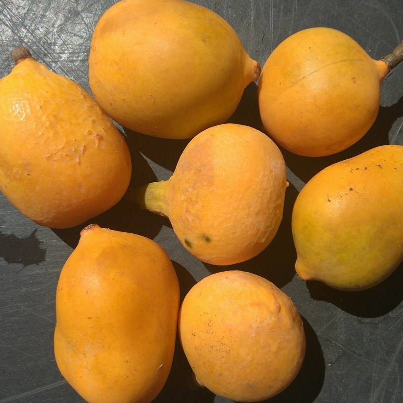 Cerrado Bucupari Fruit Plant (Peritassa Campestis)