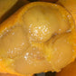 Cerrado Bucupari Fruit Plant (Peritassa Campestis)