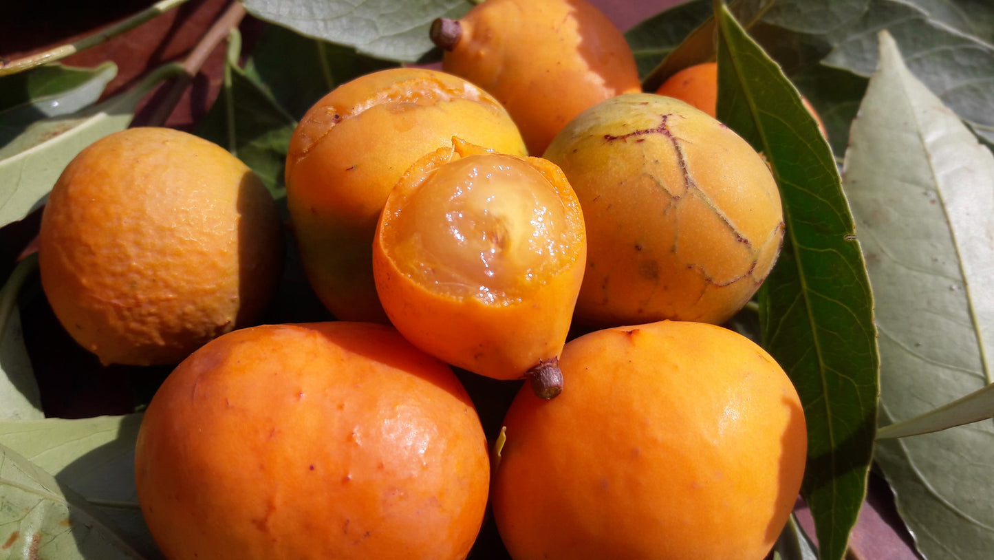 Cerrado Bucupari Fruit Plant (Peritassa Campestis)