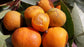 Cerrado Bucupari Fruit Plant (Peritassa Campestis)