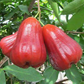 Thai Red Chamba Live Plants (Syzygium samarangense)