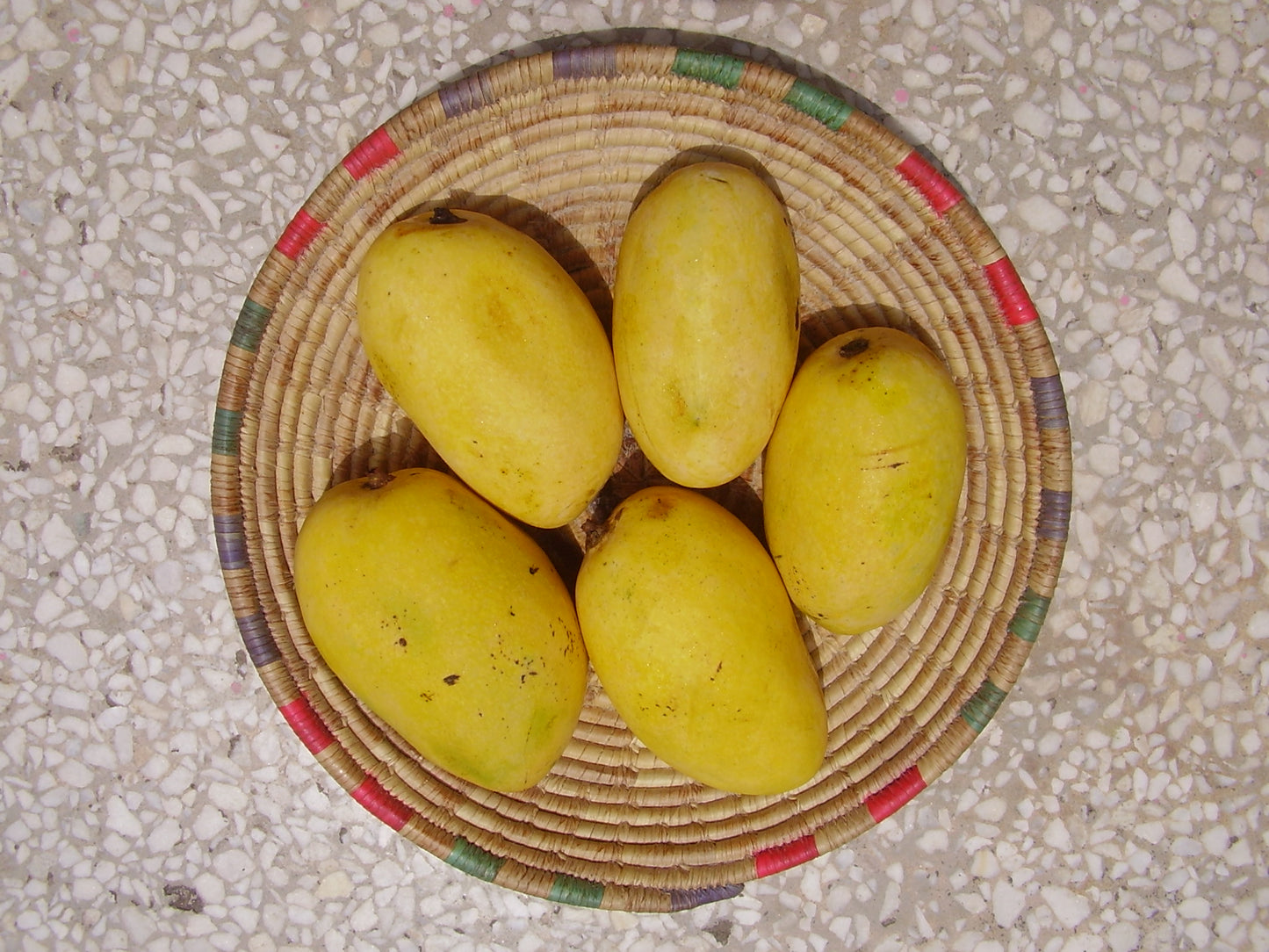 Chaunsa Mango Fruit Plant (Mangifera 'Chaunsa')