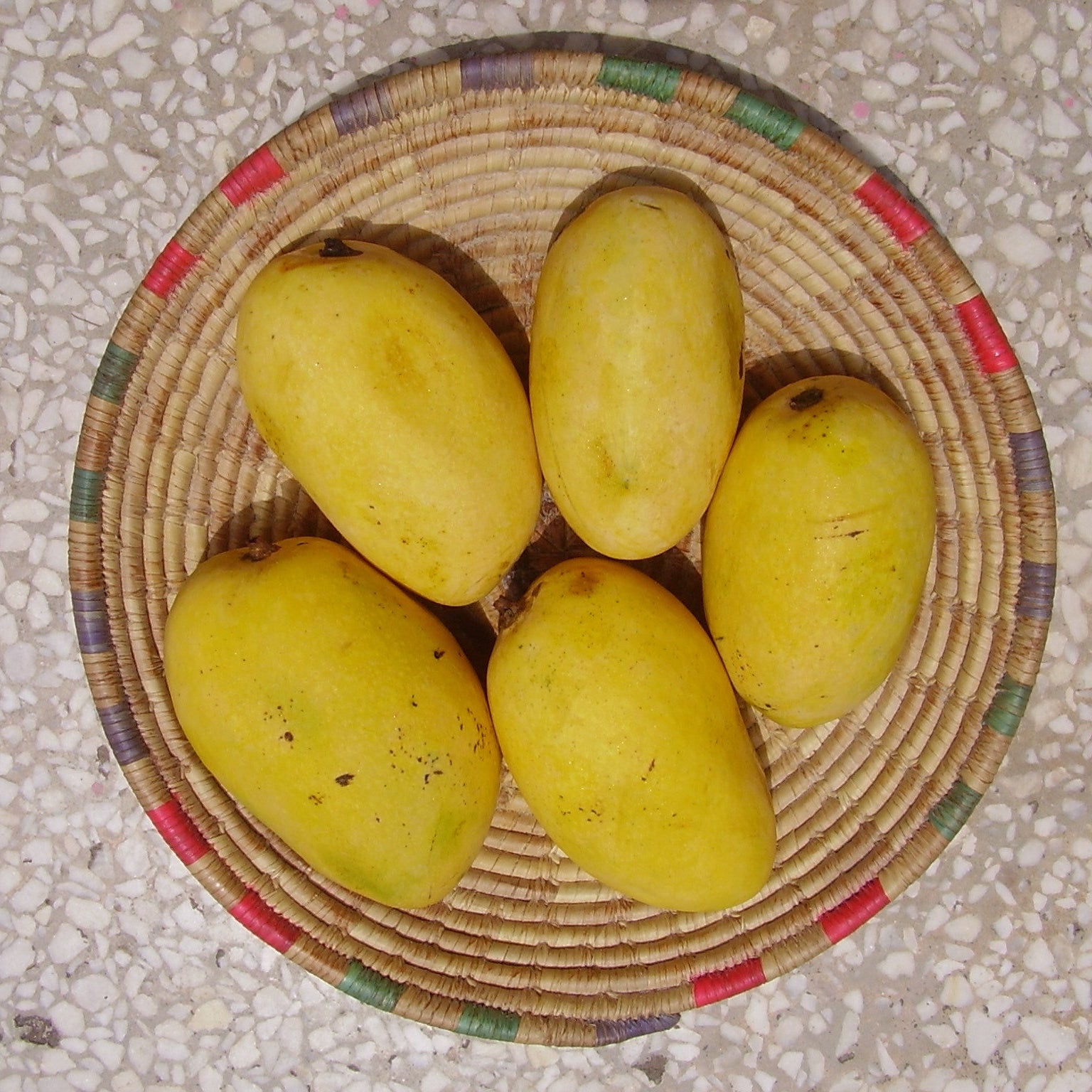 Chaunsa Mango Fruit Plant (Mangifera 'Chaunsa')