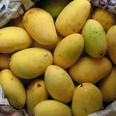 Chaunsa Mango Fruit Plant (Mangifera 'Chaunsa')