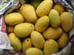 Chaunsa Mango Fruit Plant (Mangifera 'Chaunsa')