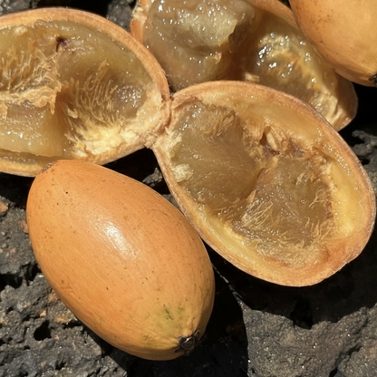 Cheiloclinium anomalum LIve Plant