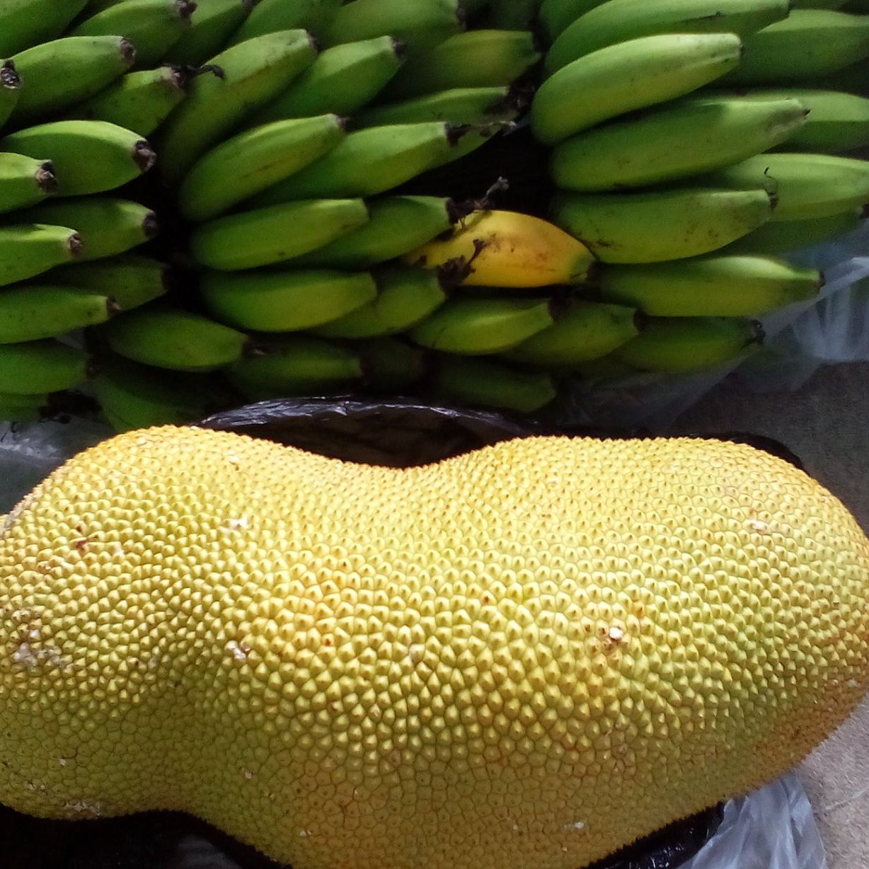 Chempepak Madhu Live Plants