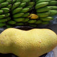 Chempepak Madhu Live Plants