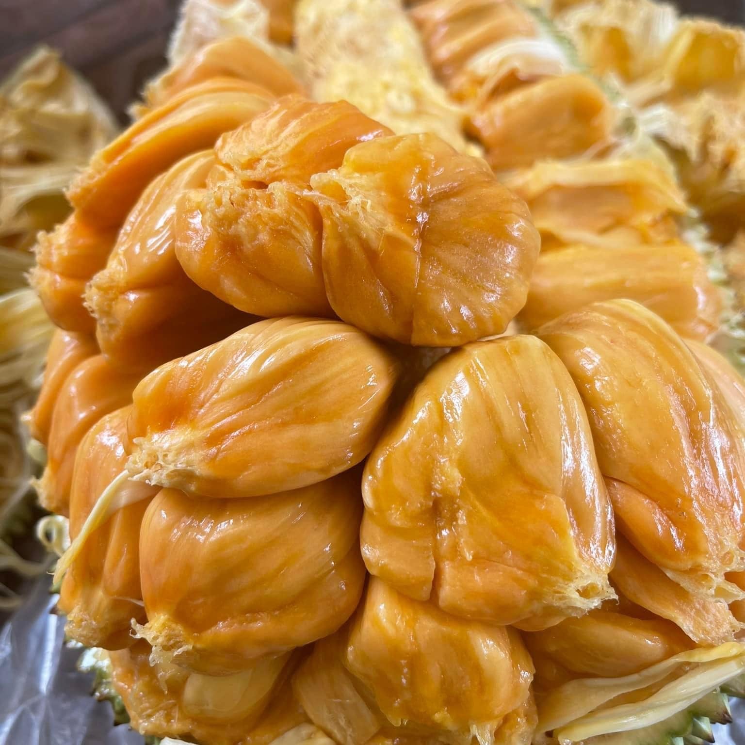 Cempedak Fruit Plant (Artocarpus integer)