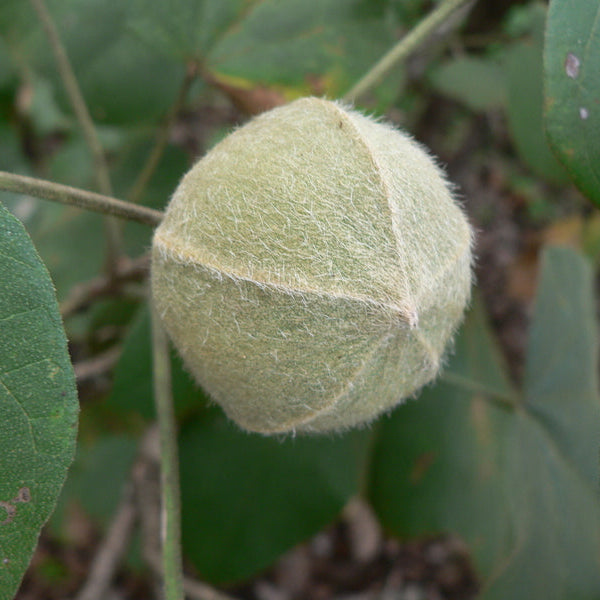Chewing Gum Fruit Live Plant (Thespesia garckeana)