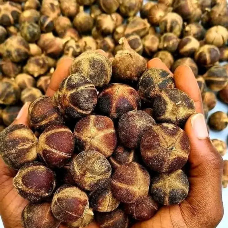 Chewing Gum Fruit Live Plant (Thespesia garckeana)