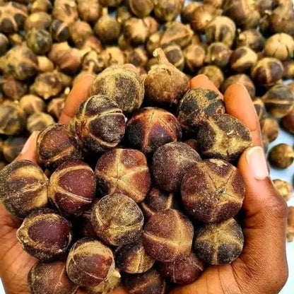 Chewing Gum Fruit Live Plant (Thespesia garckeana)