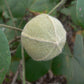 Chewing Gum Fruit Live Plant (Thespesia garckeana)
