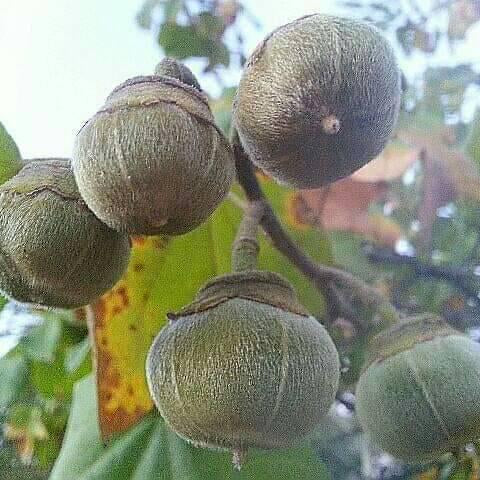 Chewing Gum Fruit Live Plant (Thespesia garckeana)