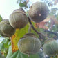 Chewing Gum Fruit Live Plant (Thespesia garckeana)