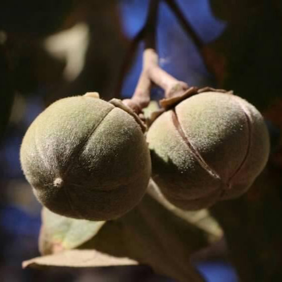 Chewing Gum Fruit Live Plant (Thespesia garckeana)
