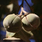 Chewing Gum Fruit Live Plant (Thespesia garckeana)