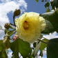 Chewing Gum Fruit Live Plant (Thespesia garckeana)