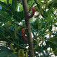 Chicken Claw Mulberry Live Plant (Morus trilobata)